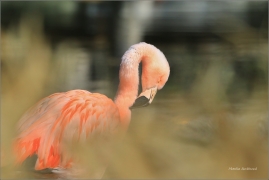 <p>PLAMEŇÁK CHILSKÝ (Phoenicopterus chilensis( Zoo Praha ---- /Chilean flamingo - Chileflamingo/</p>